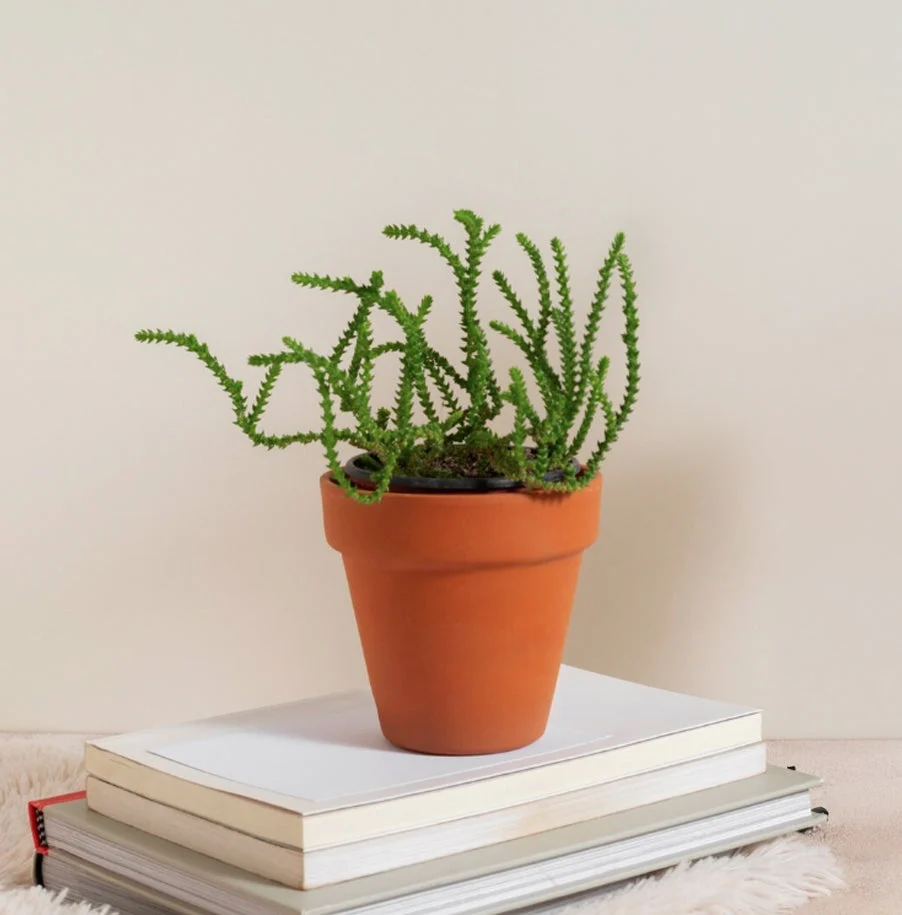 Evergreen Plant